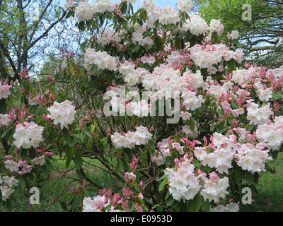 Rhododendron Banque D'Images