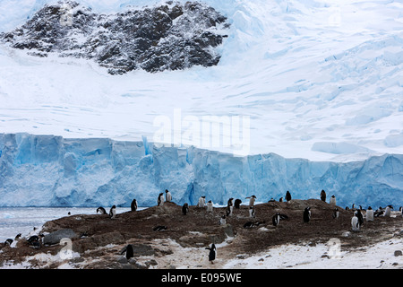 Glacier Blue Ice et colonie de pingouins à Neko Harbour péninsule arctowski continent Antarctique Antarctique Banque D'Images