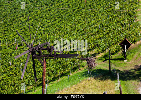 Grappes de raisin dans les vignes d'un vigneron. Vignoble en automne., Weintrauben im Weinberg eines Winzers. Son im Weingarten Banque D'Images