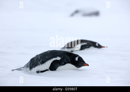 Deux manchots couchés dans tempête de blizzard la baie des baleiniers Deception Island Antarctique Banque D'Images