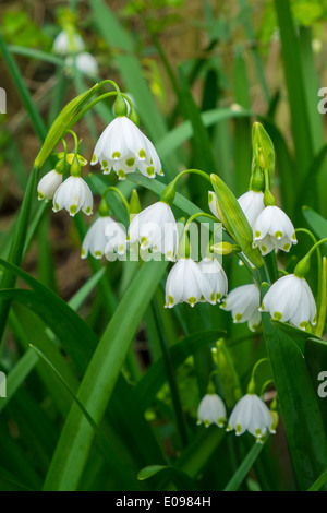 Leucojum aestivum, flocon d'été Banque D'Images