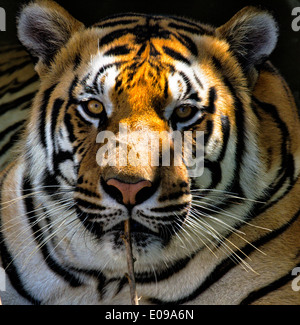 Corbette's Tiger Zoo Yangon Banque D'Images