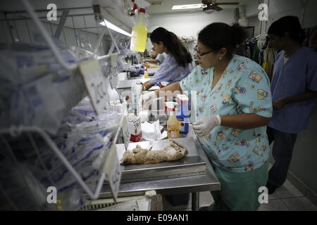 La ville de Panama, Panama. 6 mai, 2014. Silvia de bénévoles Galvez nettoie un chat après une opération, dans la zone de récupération de la rémunération des "Panama Fondation, à Panama City, capitale du Panama, le 6 mai 2014. "Payer au Panama" est une fondation, dont la mission est de contrôler la misère et la mort inutile des animaux de la rue, par le biais d'un intense programme de stérilisation. Avec une moyenne de 50 stérilisations quotidiennes, la payer au Panama" Foundation obtient son plus grand soutien de ses bénévoles, qui effectuent les différentes tâches de la fondation. © Mauricio Valenzuela/Xinhua/Alamy Live News Banque D'Images