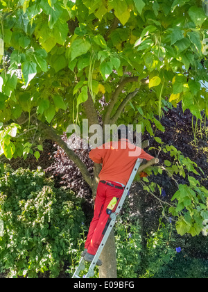 Un jardinier re-édite un arbre. Travaille dans le jardin., Ein Gaertner schneidet einen Baum um. Arbeiten im Garten. Banque D'Images