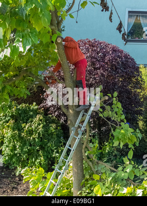 Un jardinier re-édite un arbre. Travaille dans le jardin., Ein Gaertner schneidet einen Baum um. Arbeiten im Garten. Banque D'Images