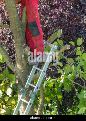 Un jardinier re-édite un arbre. Travaille dans le jardin., Ein Gaertner schneidet einen Baum um. Arbeiten im Garten. Banque D'Images