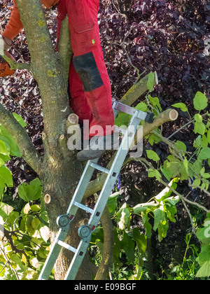 Un jardinier re-édite un arbre. Travaille dans le jardin., Ein Gaertner schneidet einen Baum um. Arbeiten im Garten. Banque D'Images