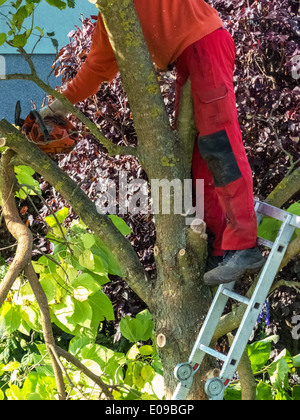 Un jardinier re-édite un arbre. Travaille dans le jardin., Ein Gaertner schneidet einen Baum um. Arbeiten im Garten. Banque D'Images