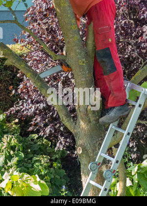 Un jardinier re-édite un arbre. Travaille dans le jardin., Ein Gaertner schneidet einen Baum um. Arbeiten im Garten. Banque D'Images