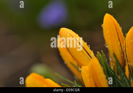 Close up of fresh tulipe après la pluie Banque D'Images