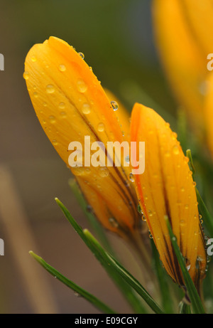 Close up of fresh tulipe après la pluie Banque D'Images