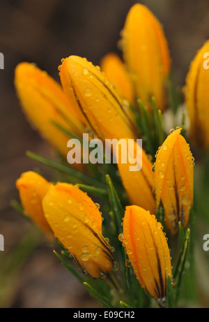 Close up of fresh tulipe après la pluie Banque D'Images