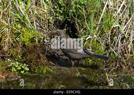 Blackbird, Turdus merula, femme la collecte des matériaux de nidification à côté d'étang de jardin, avril. Banque D'Images