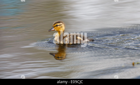 Une seule piscine baby duck sur eaux calmes dans un étang tout en faisant des ondulations Banque D'Images