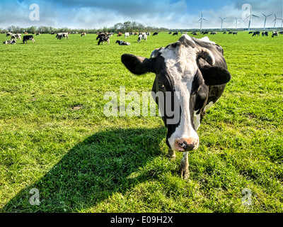 Les vaches sur un livre vert de luxuriantes prairies au Danemark Banque D'Images