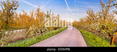 Blossoming apple trees le long d'une route Banque D'Images