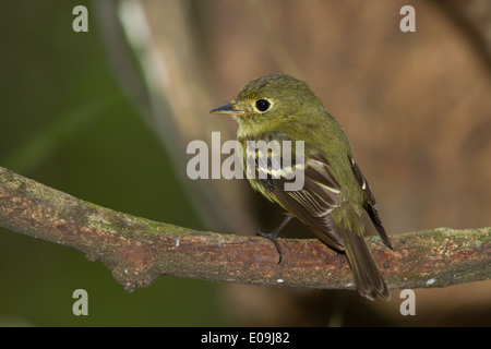 Moucherolle à ventre jaune (Empidonax flaviventris) Banque D'Images