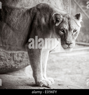 Nouvelle-zélande, Wellington, Wellington Zoo, portrait de lionne (Panthera leo) Banque D'Images