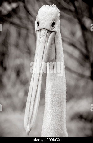 Nouvelle-zélande, Wellington, Wellington zoo, portrait de Pelican (Pelecanus conspicillatus masqués) Banque D'Images