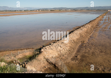 Les champs de riz dans le Delta de l'Ebre dans la province de Tarragone, dans le nord-est de l'Espagne. Le Delta de l'Ebre est les plus grandes zones humides en Cata Banque D'Images