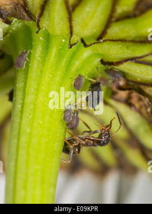 Fourmi Lasius aphididae traite Banque D'Images