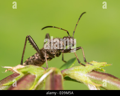 (Alydus calcaratus bug dos rouge) sur le lotier fruits Banque D'Images