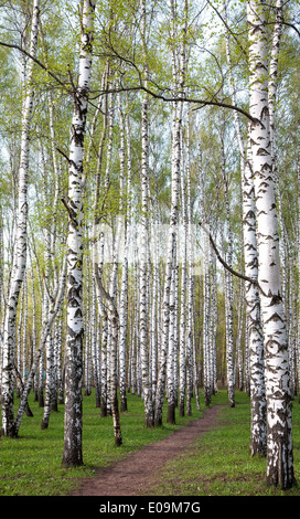 Chemin dans la forêt de bouleaux en soirée avec premier printemps verts Banque D'Images