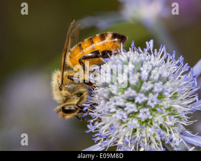 'Abeille à miel (Apis mellifera) sur mer plate holly (Eryngium planum) Banque D'Images