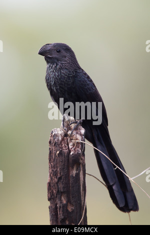 Groove-billed Ani (Crotophaga sulcirostris) Banque D'Images