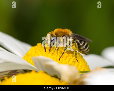 Plâtrier bee (colletes similis) sur oxeye daisy (Leucanthemum vulgare), Femme Banque D'Images