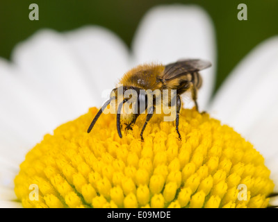 Plâtrier bee (colletes similis) sur oxeye daisy (Leucanthemum vulgare), Femme Banque D'Images