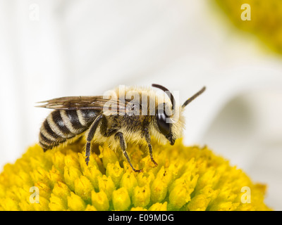 Plâtrier bee (colletes similis) sur oxeye daisy (Leucanthemum vulgare), homme Banque D'Images