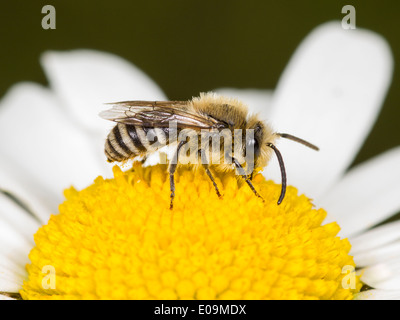 Plâtrier bee (colletes similis) sur oxeye daisy (Leucanthemum vulgare), homme Banque D'Images