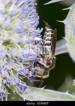 Coelioxys conoidea sur mer plate holly (Eryngium planum), Femme Banque D'Images