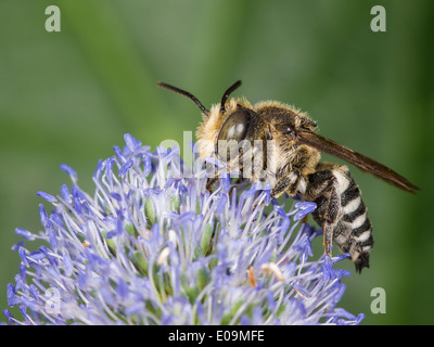 Coelioxys conoidea sur mer plate holly (Eryngium planum), homme Banque D'Images