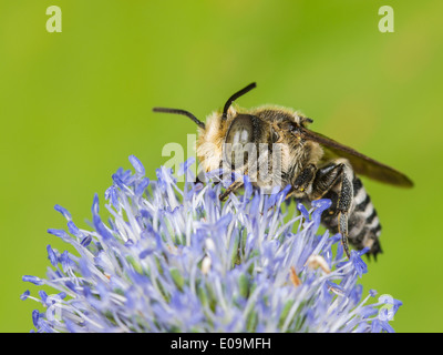 Coelioxys conoidea sur mer plate holly (Eryngium planum), homme Banque D'Images