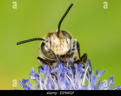 Coelioxys conoidea sur mer plate holly (Eryngium planum), homme Banque D'Images