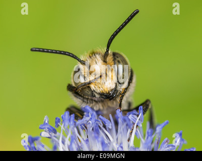 Coelioxys conoidea sur mer plate holly (Eryngium planum), homme Banque D'Images