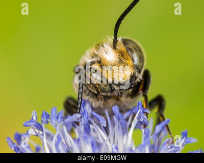 Coelioxys conoidea sur mer plate holly (Eryngium planum), homme Banque D'Images