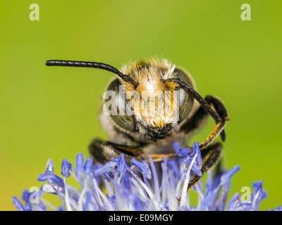 Coelioxys conoidea sur mer plate holly (Eryngium planum), homme Banque D'Images