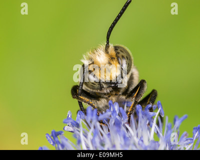 Coelioxys conoidea sur mer plate holly (Eryngium planum), homme Banque D'Images