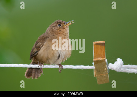 Troglodyte familier (Troglodytes aedon) chant sur une ligne de lavage Banque D'Images