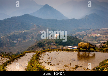 Le paysage autour de Sa Pa, province de Lao Cai, Vietnam Banque D'Images