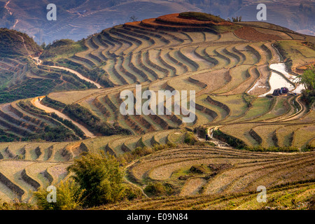 Paysage en terrasses autour de Sa Pa, province de Lao Cai, Vietnam Banque D'Images