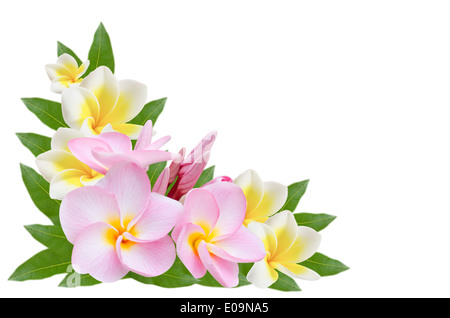 Frangipani, Pumeria, Frangipanni, isolé sur fond blanc Banque D'Images