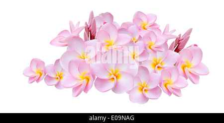 Frangipani, Pumeria, Frangipanni, isolé sur fond blanc Banque D'Images