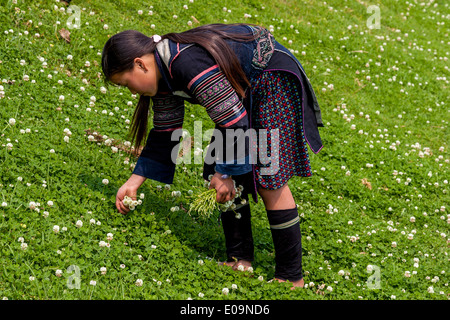 Les enfants de la minorité Hmong Noir Personnes cueillette des fleurs, Sa Pa, province de Lao Cai, Vietnam Banque D'Images