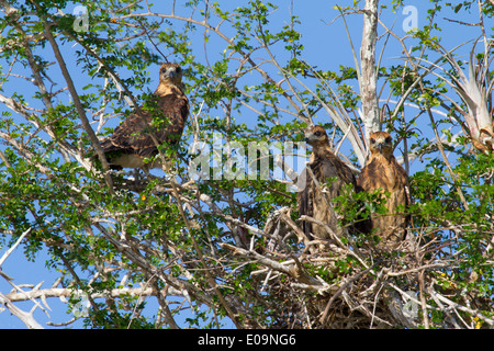 Milan des marais (Rostrhamus femelle sociabilis) sur son nid avec 2 poussins de taille adulte, presque Banque D'Images