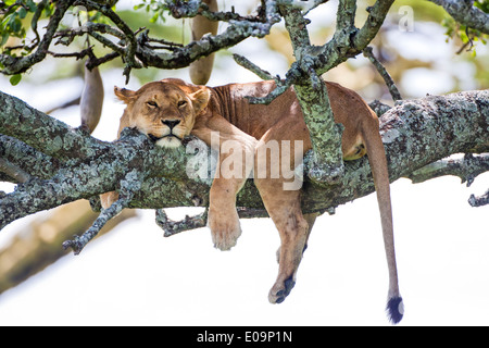 Lioness (Panthera leo) reposant dans un arbre photographié en Tanzanie Banque D'Images