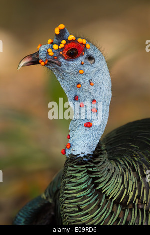 Ocellated masculin Turquie (Meleagris ocellata) head Banque D'Images